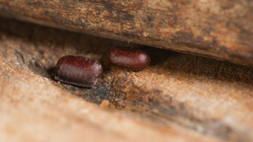 gros plan sur deux oothèques de cafards