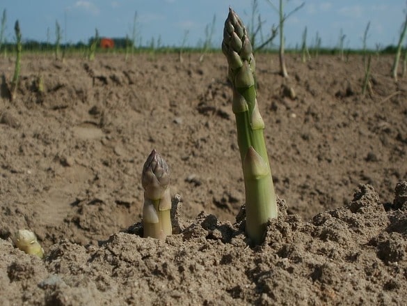 les asperges se sèment idéalement au printemps