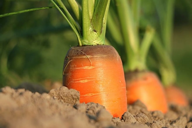 planter des carottes au printemps