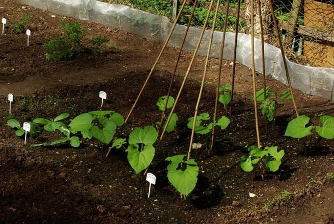 potager et plants de haricots verts