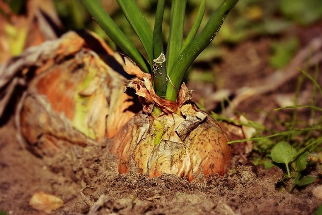 plant d'oignon au potager