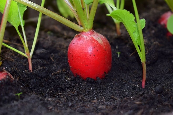 les radis se sèment facilement au printemps