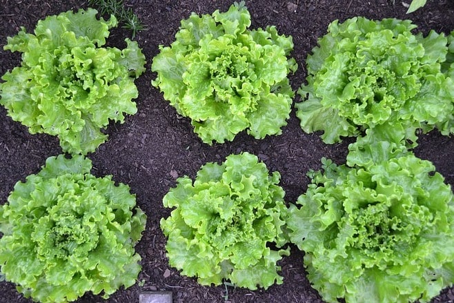 les salades se plantent au printemps