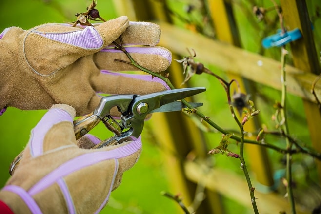 Élagage et entretien du jardin potager