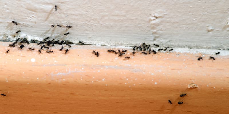 Fourmis dans la maison