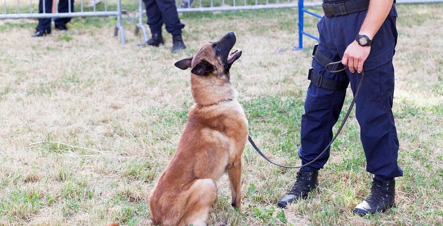 Un chien malinois obéissant aux ordres de son maître.