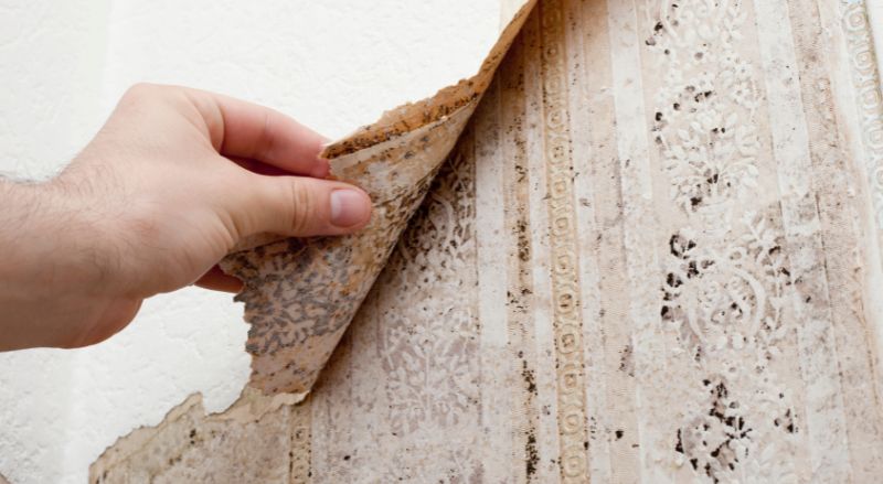 taches de moisissure sous un papier peint devoilant des infiltrations d eau dans le mur