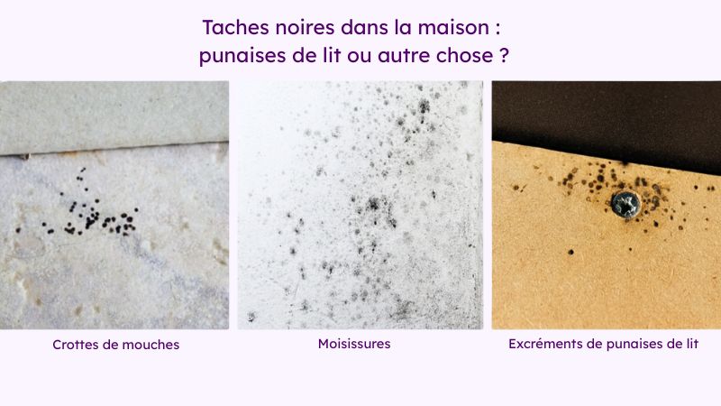 Infographie comparant des excréments de punaises de lit avec des crottes de mouches et des taches de moisissures, les trois types de traces noires les plus ressemblantes