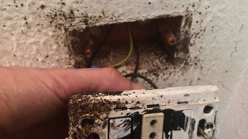 Crottes punaises de lit autour d’une prise électrique sur un mur blanc