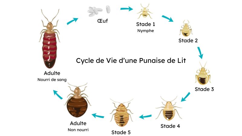 Infographie présentant les différents stades du cycle de vie d'une punaise de lit