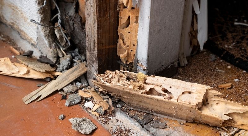 dégâts faits par les termites