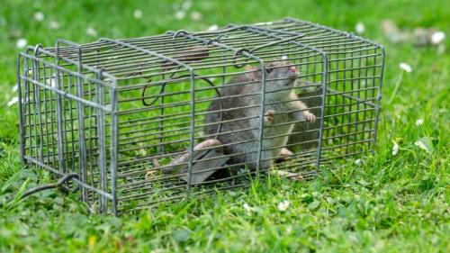 nasse avec une souris piégée, l'une des méthodes pour faire fuir les souris sans les tuer