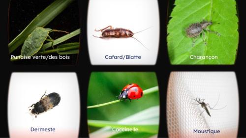 Infographie comparative des 6 insectes les plus ressemblants à une pinaise de lit
