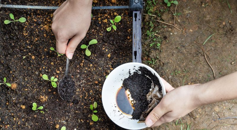 marc de café utilisé pour le potager