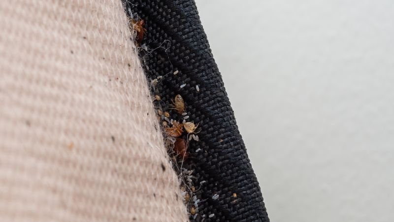 photo de punaises de lit et d'oeufs cachées dans un liseré de matelas