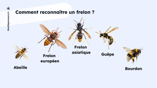 infographie avec photos de frelons, d'abeille, de bourdon et de guêpe pour les différencier