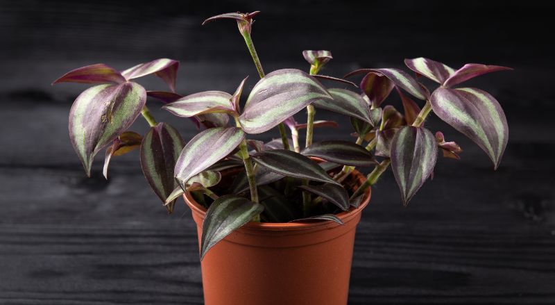 tradescantia zebrina